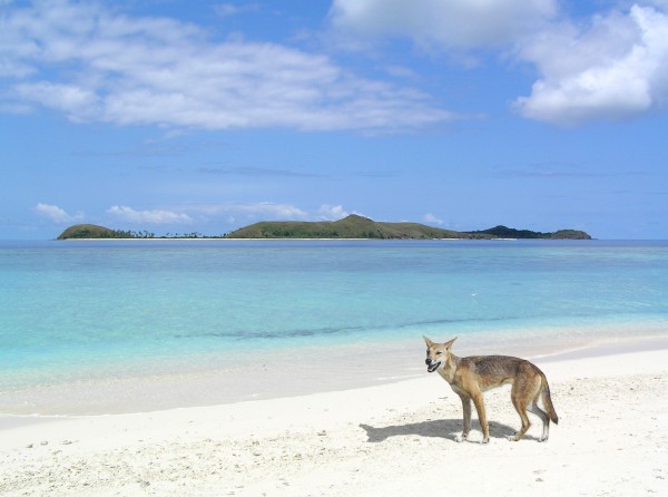 Dingo on Fraser Island Dingo (feral dog native to Australia) on Fraser Island